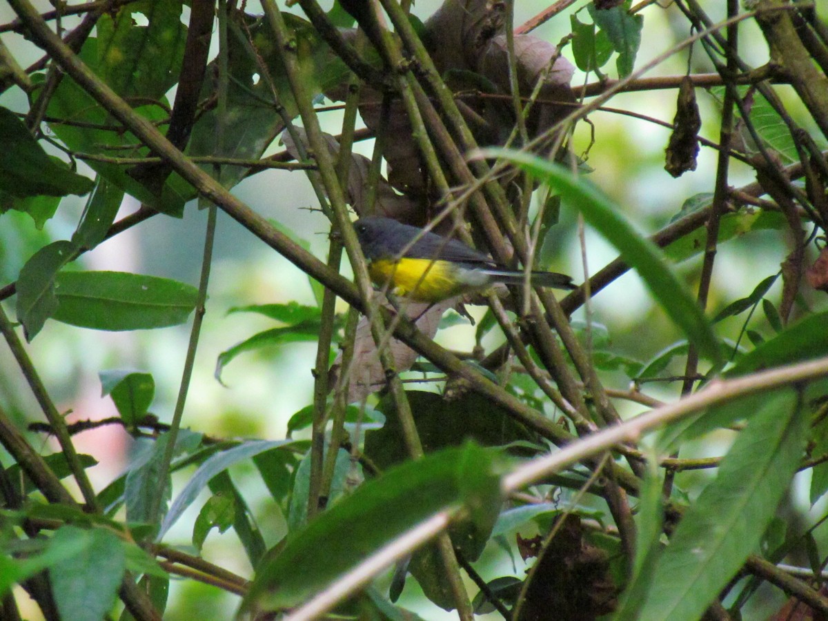 Slate-throated Redstart - ML626232094