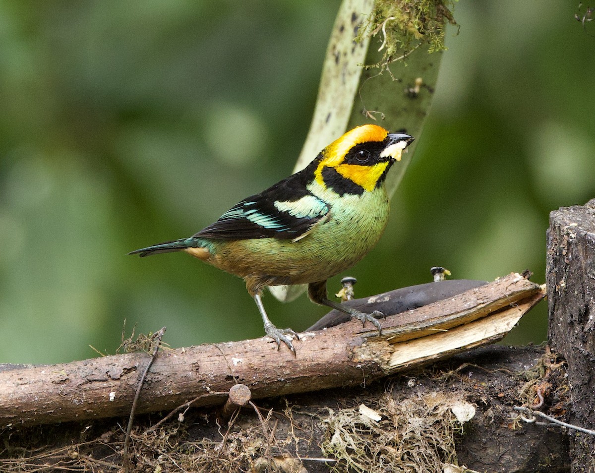 Flame-faced Tanager - ML626232104