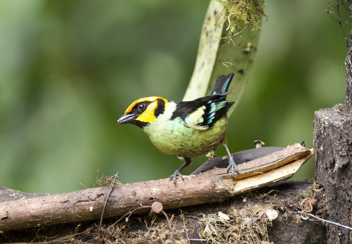 Flame-faced Tanager - ML626232112