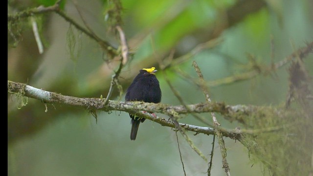 Golden-winged Manakin - ML626232160