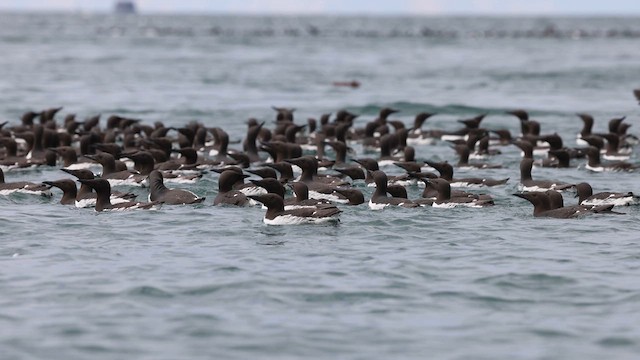 Тонкоклювая кайра - ML626232325