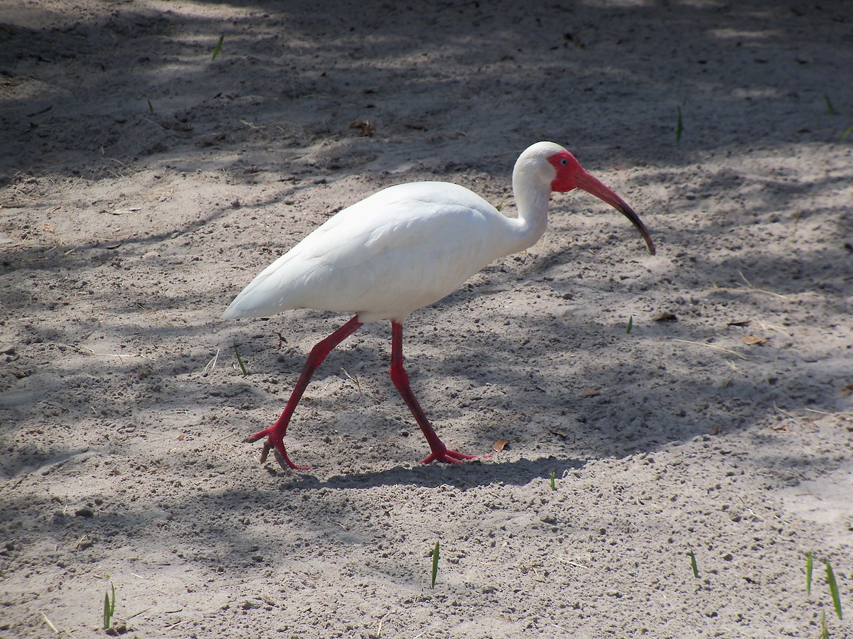 White Ibis - ML626232475