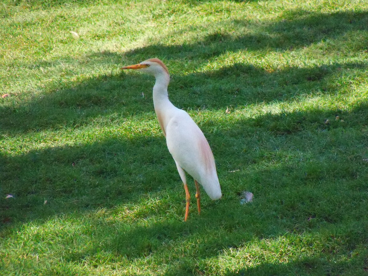 Western Cattle-Egret - ML626232482