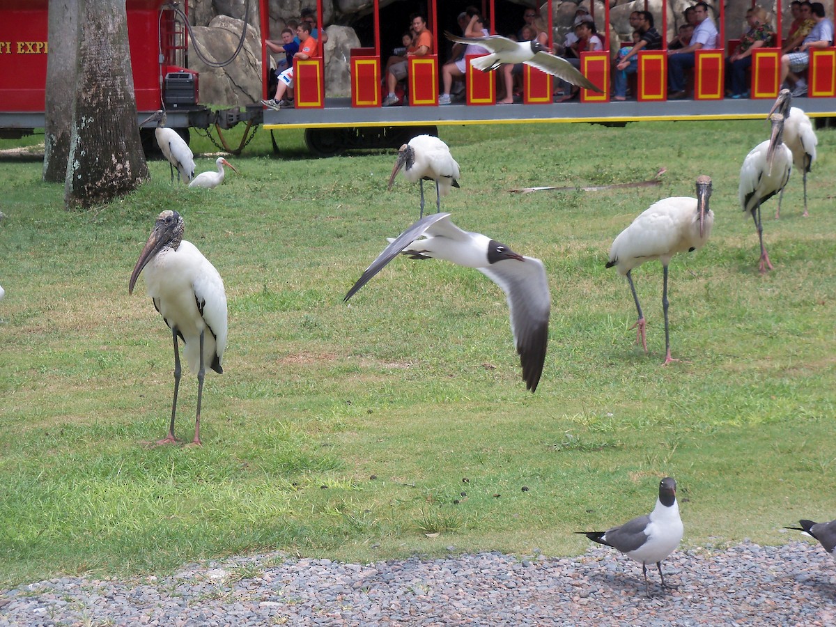 Wood Stork - ML626232722