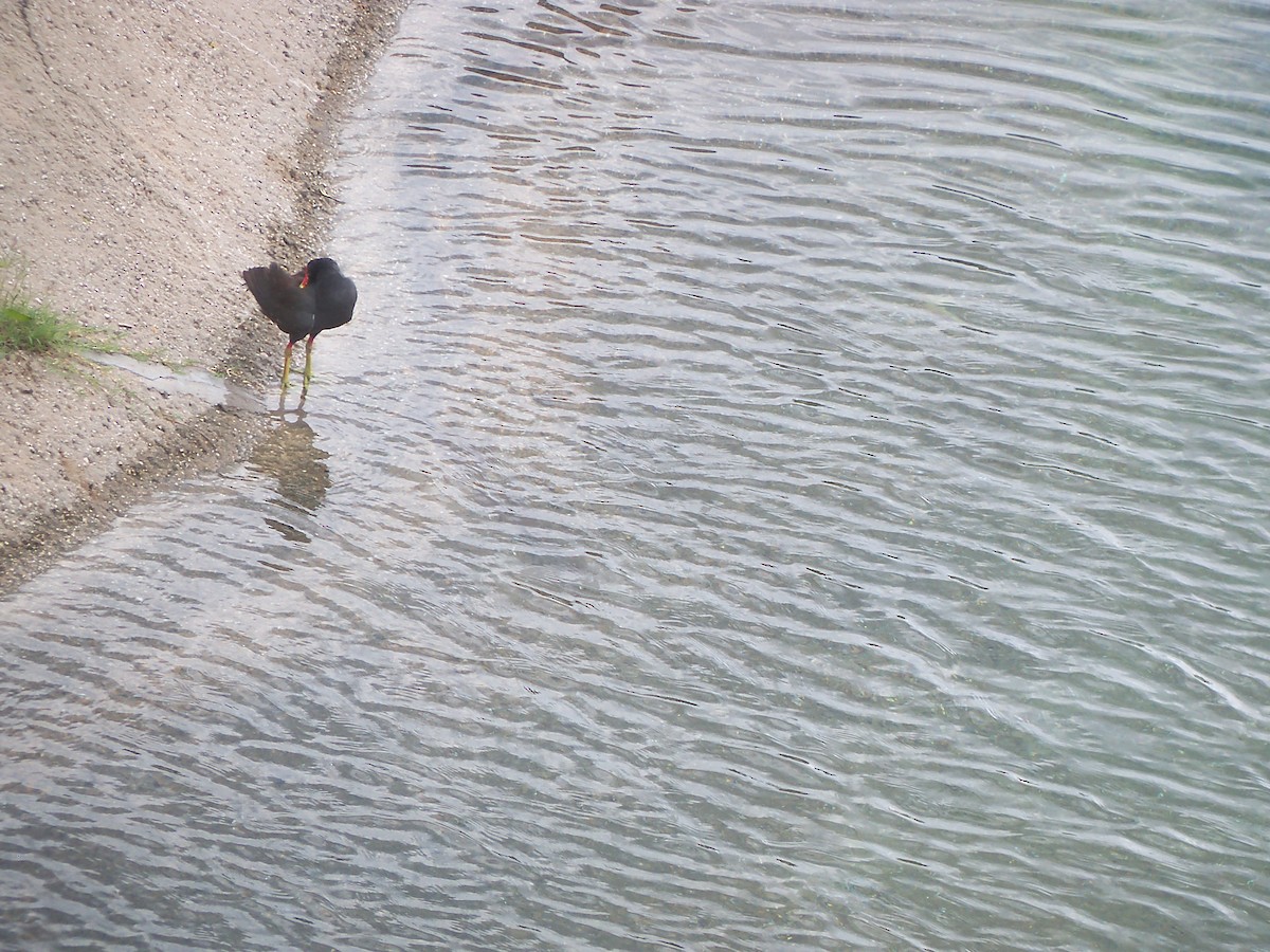 Common Gallinule - ML626232797