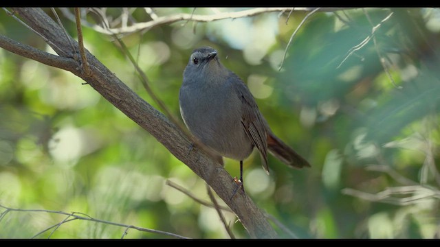 Gray Catbird - ML626232949
