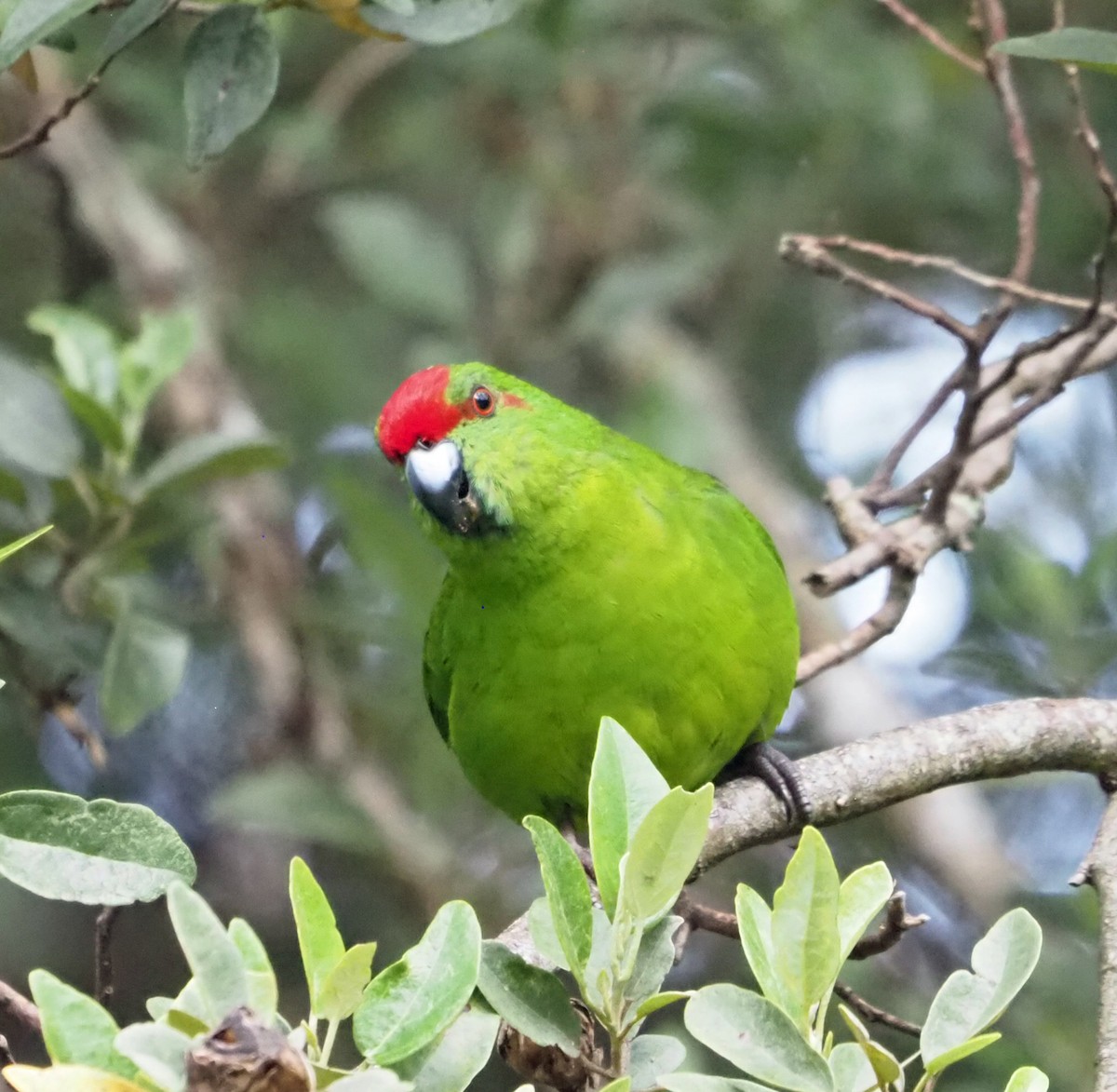 Norfolk Island Parakeet (Norfolk I.) - ML626232983