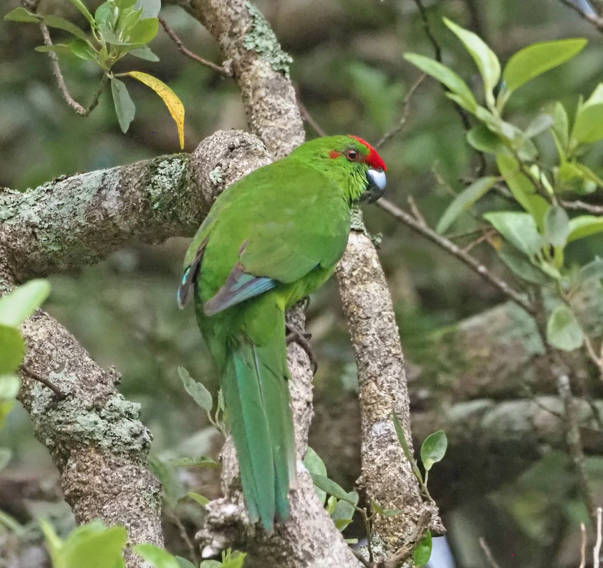 Norfolk Island Parakeet (Norfolk I.) - ML626232984