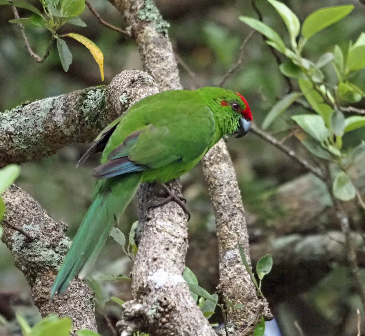 Norfolk Island Parakeet (Norfolk I.) - ML626232985