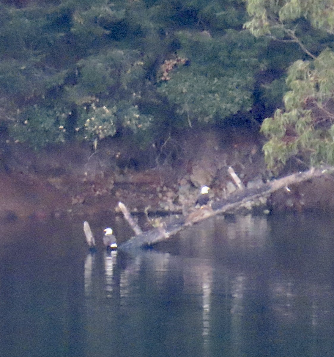 Itsas arrano buruzuria - ML626233348