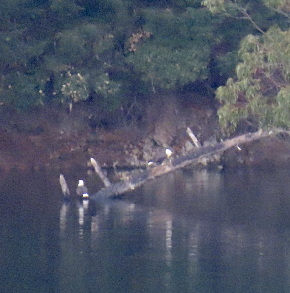 Itsas arrano buruzuria - ML626233349