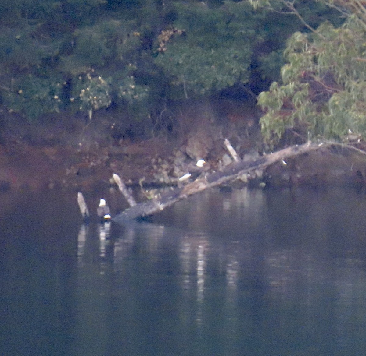 Itsas arrano buruzuria - ML626233350