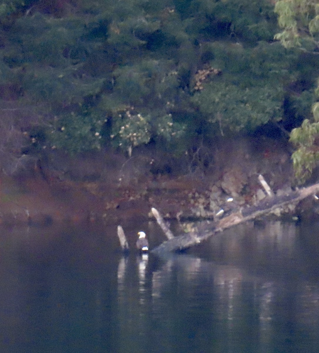 Itsas arrano buruzuria - ML626233351