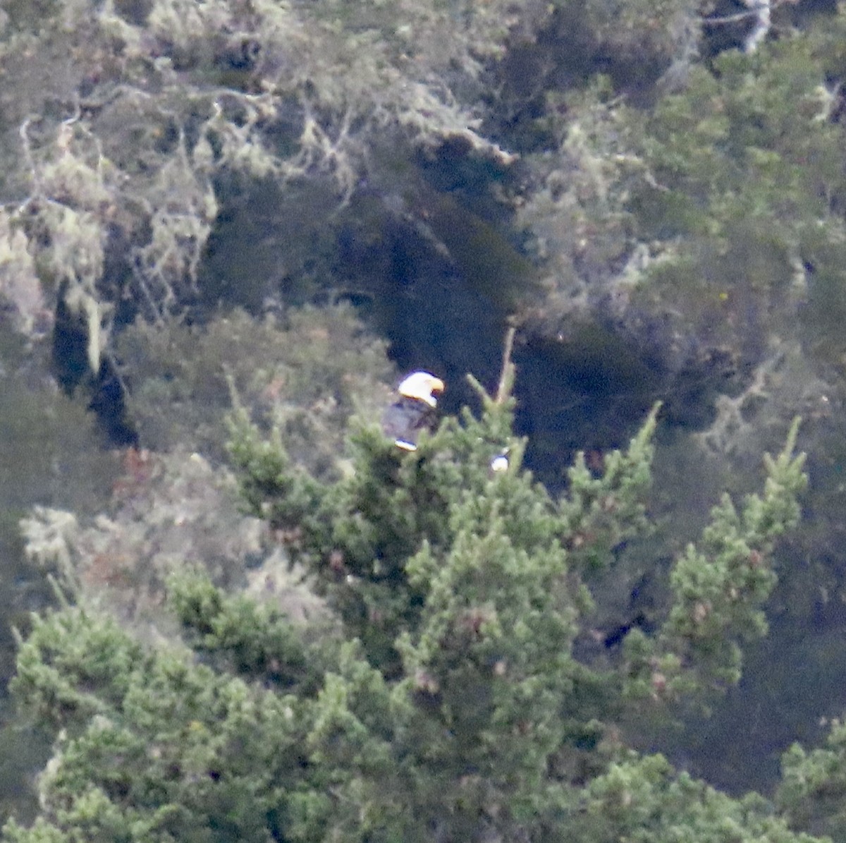 Itsas arrano buruzuria - ML626233370