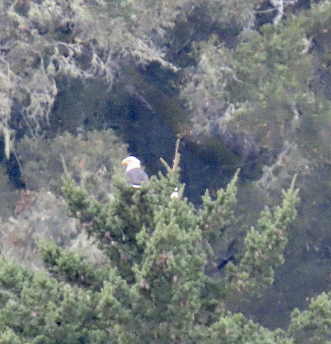 Itsas arrano buruzuria - ML626233371