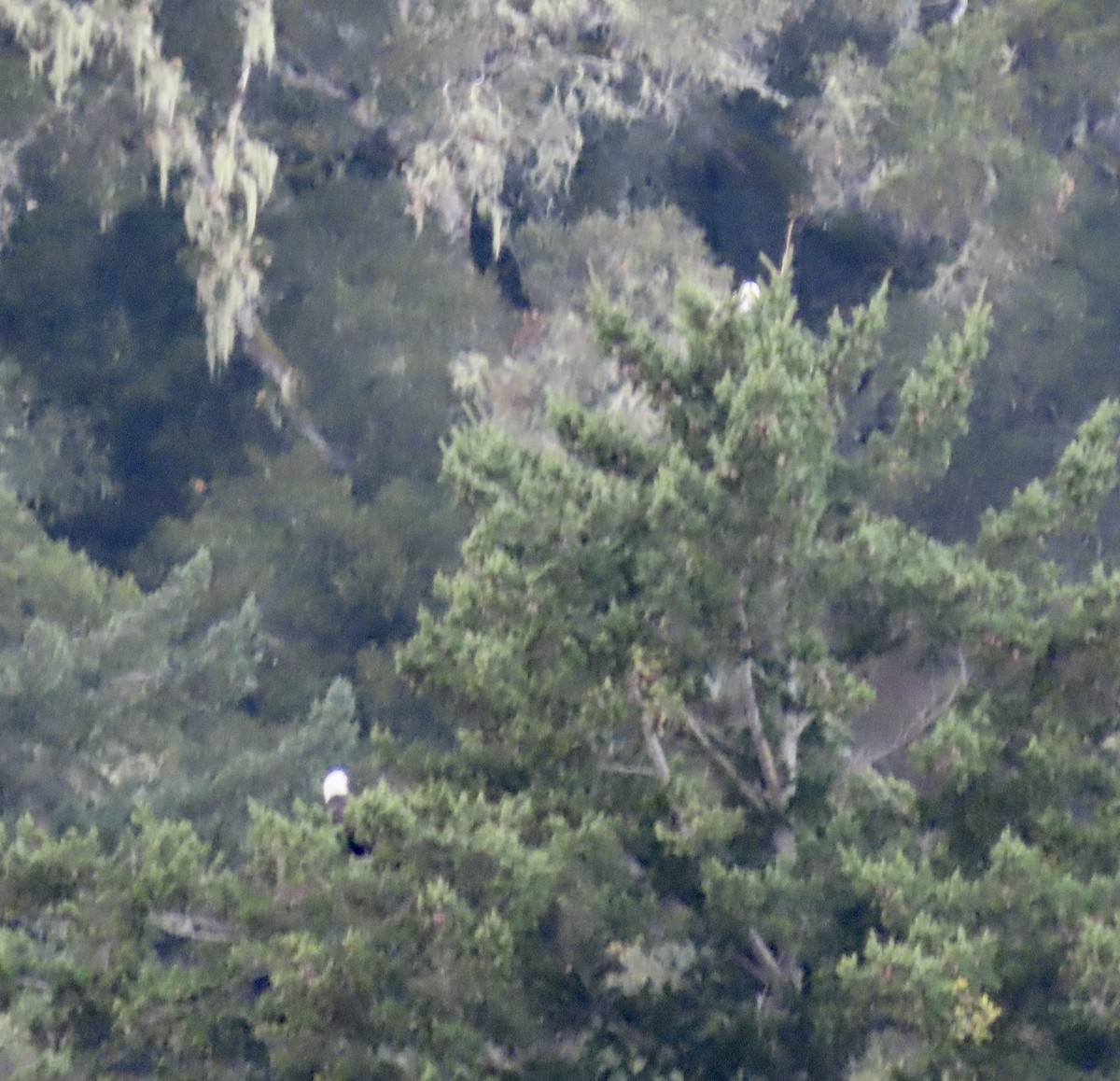 Itsas arrano buruzuria - ML626233372