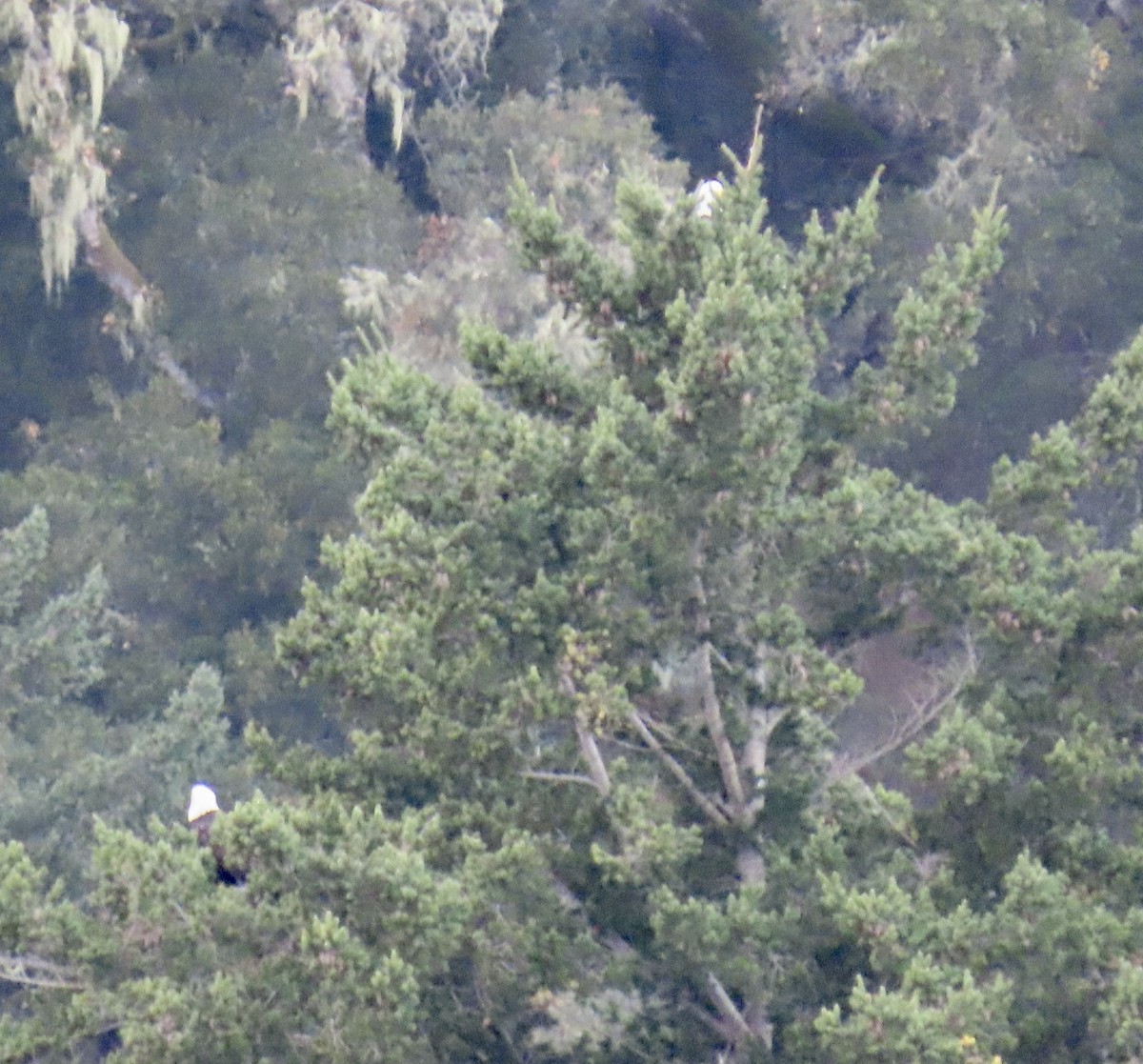 Itsas arrano buruzuria - ML626233373