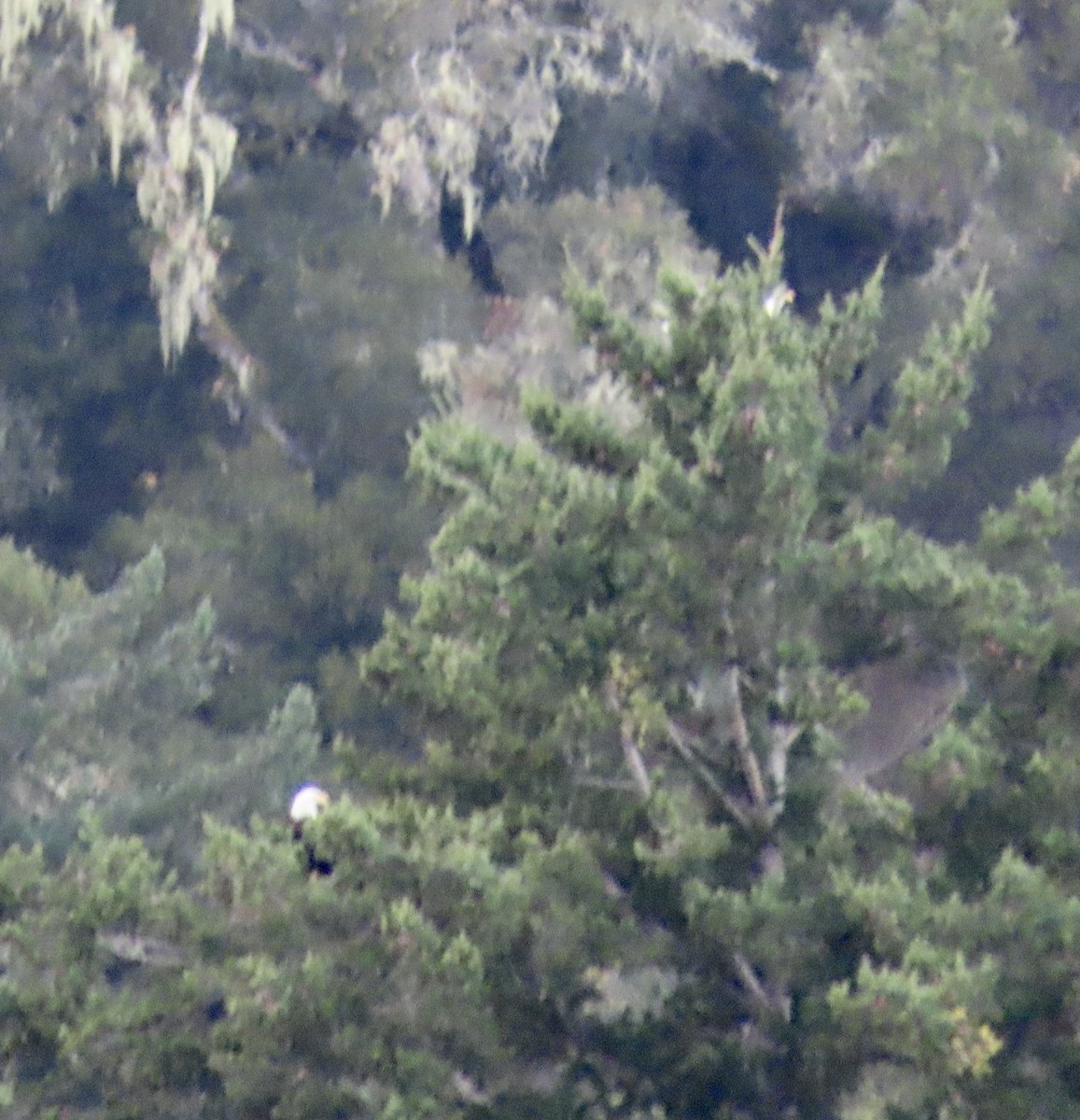 Itsas arrano buruzuria - ML626233374