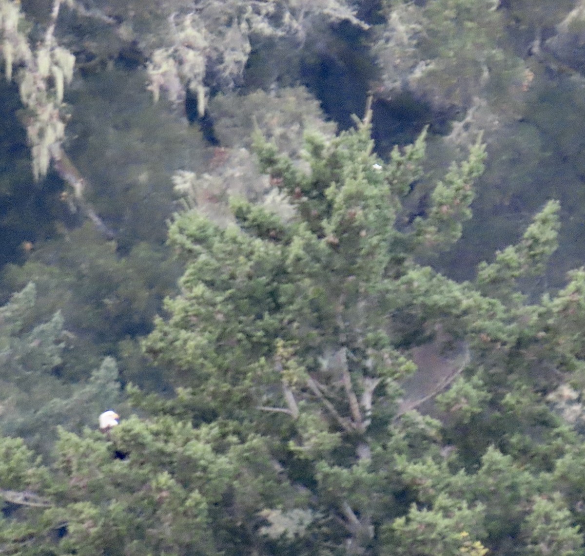 Itsas arrano buruzuria - ML626233375