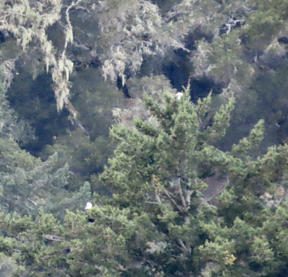 Itsas arrano buruzuria - ML626233377