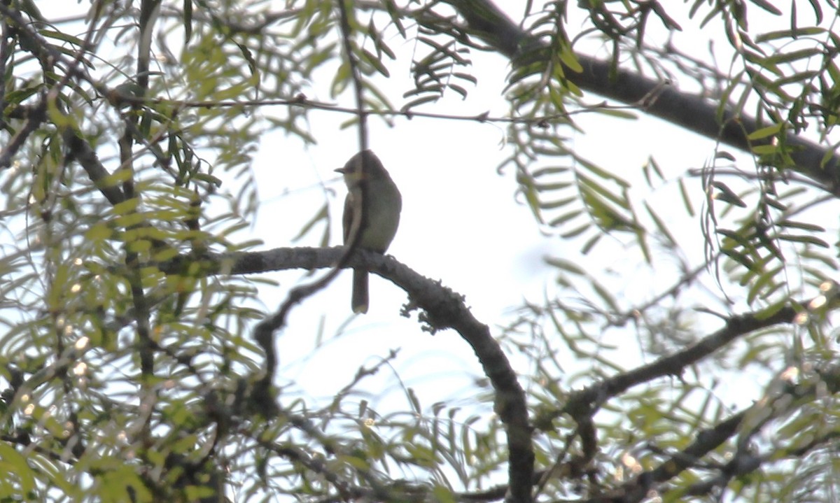 Northern Beardless-Tyrannulet - ML626233378