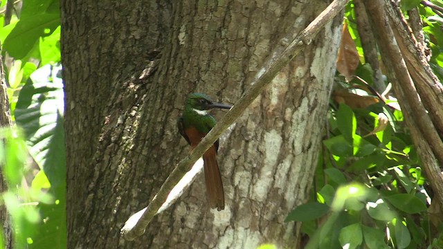 Jacamar à queue rousse - ML626233591