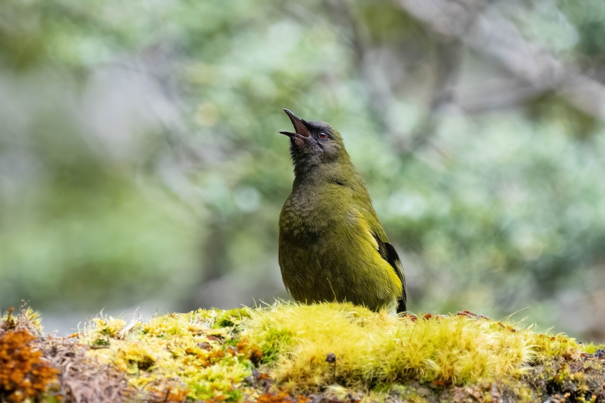 New Zealand Bellbird - ML626233666