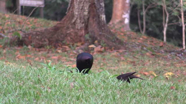 Giant Cowbird - ML626233711