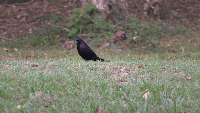Giant Cowbird - ML626233712
