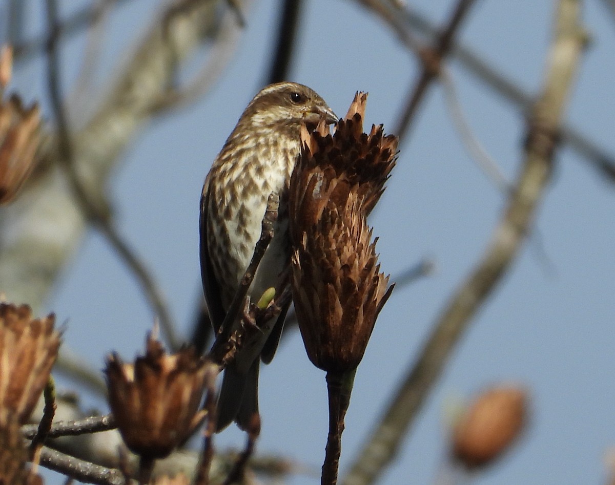 Purple Finch - ML626233862