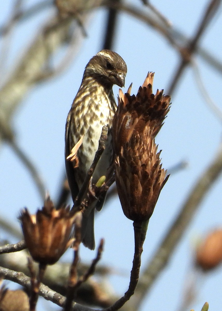 Purple Finch - ML626233863