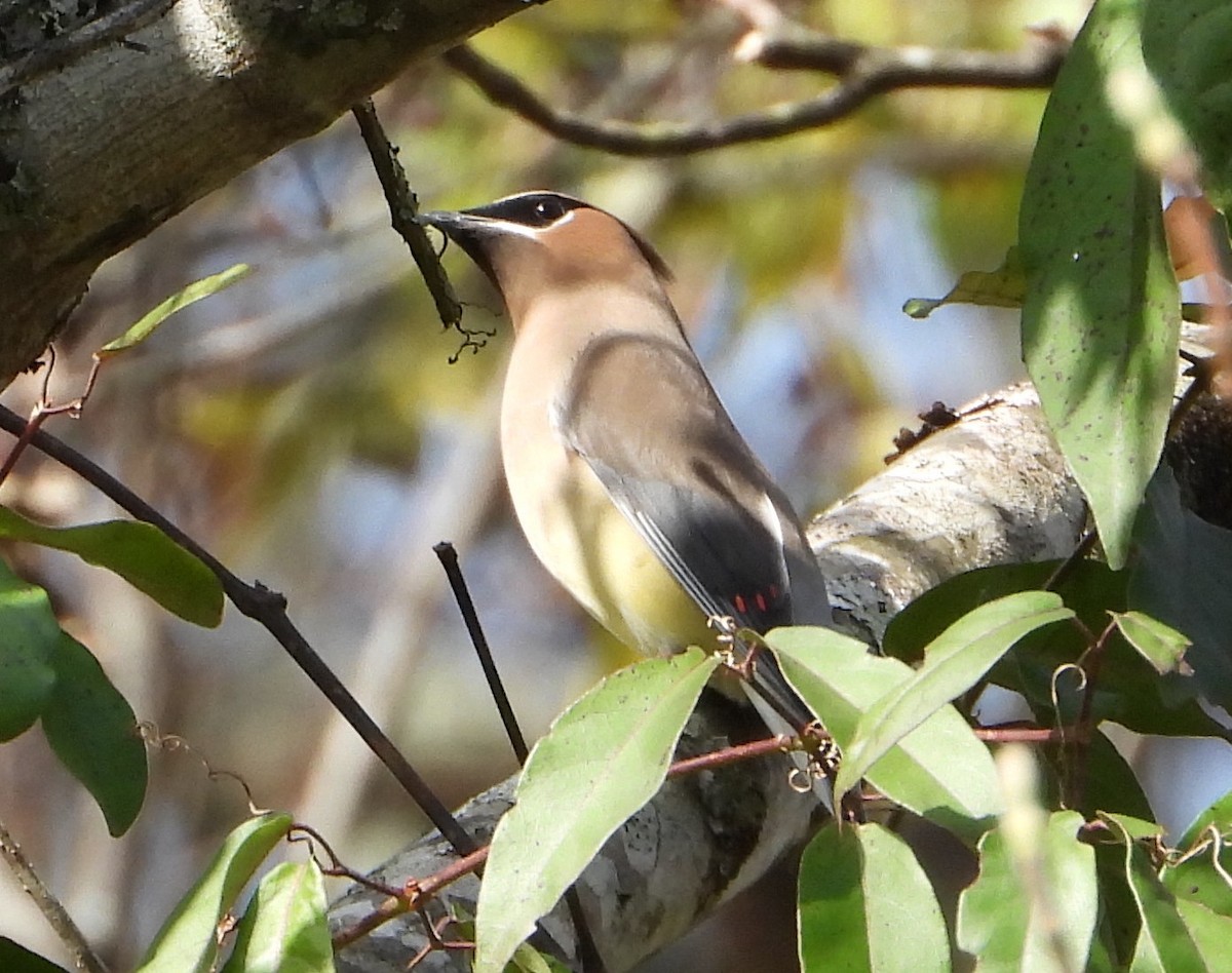 Cedar Waxwing - ML626233878
