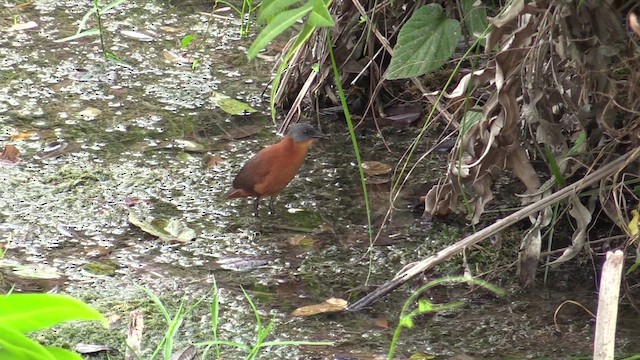 Ruddy Crake - ML626233977