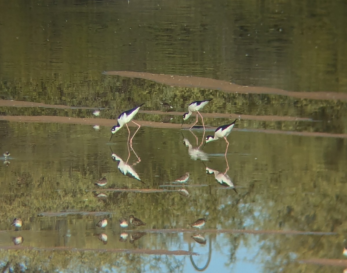 Black-necked Stilt (Black-necked) - ML626234209