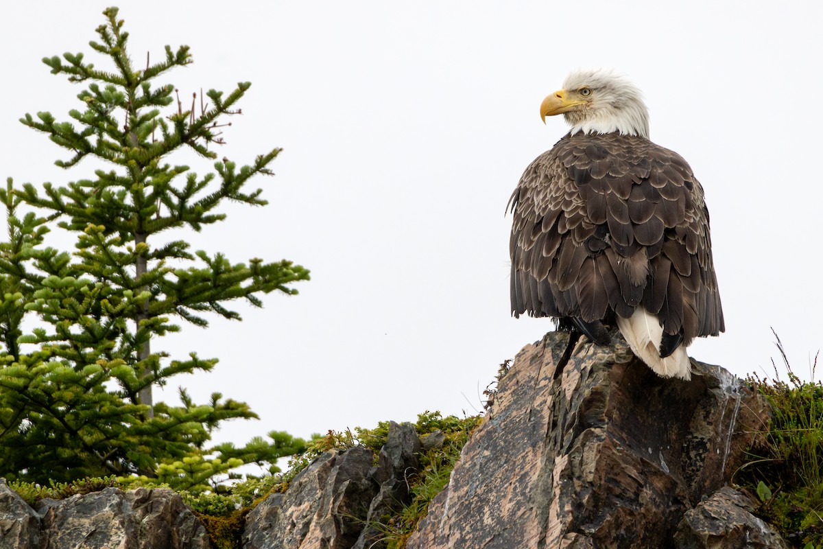 Bald Eagle - ML626234245