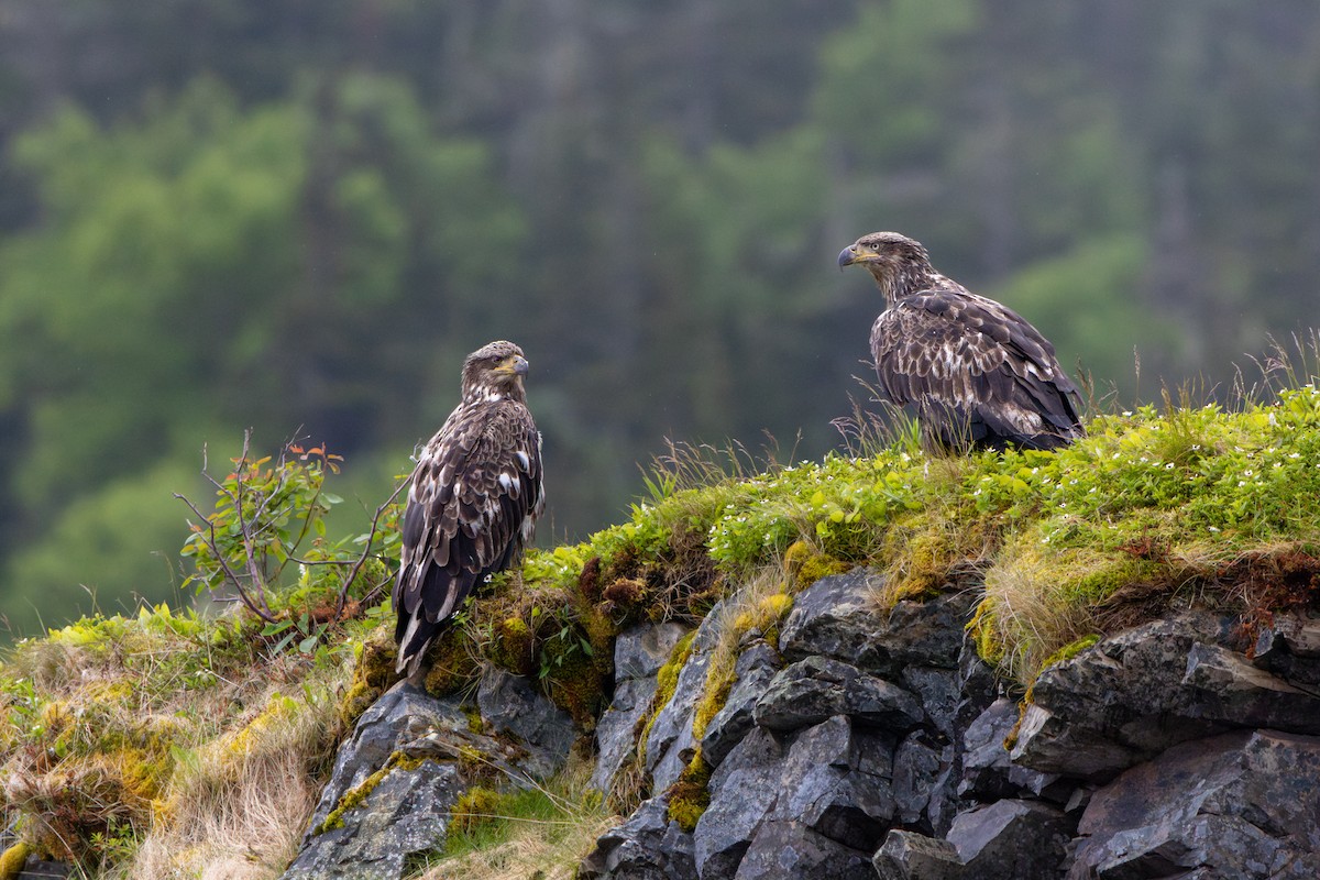 Bald Eagle - ML626234288