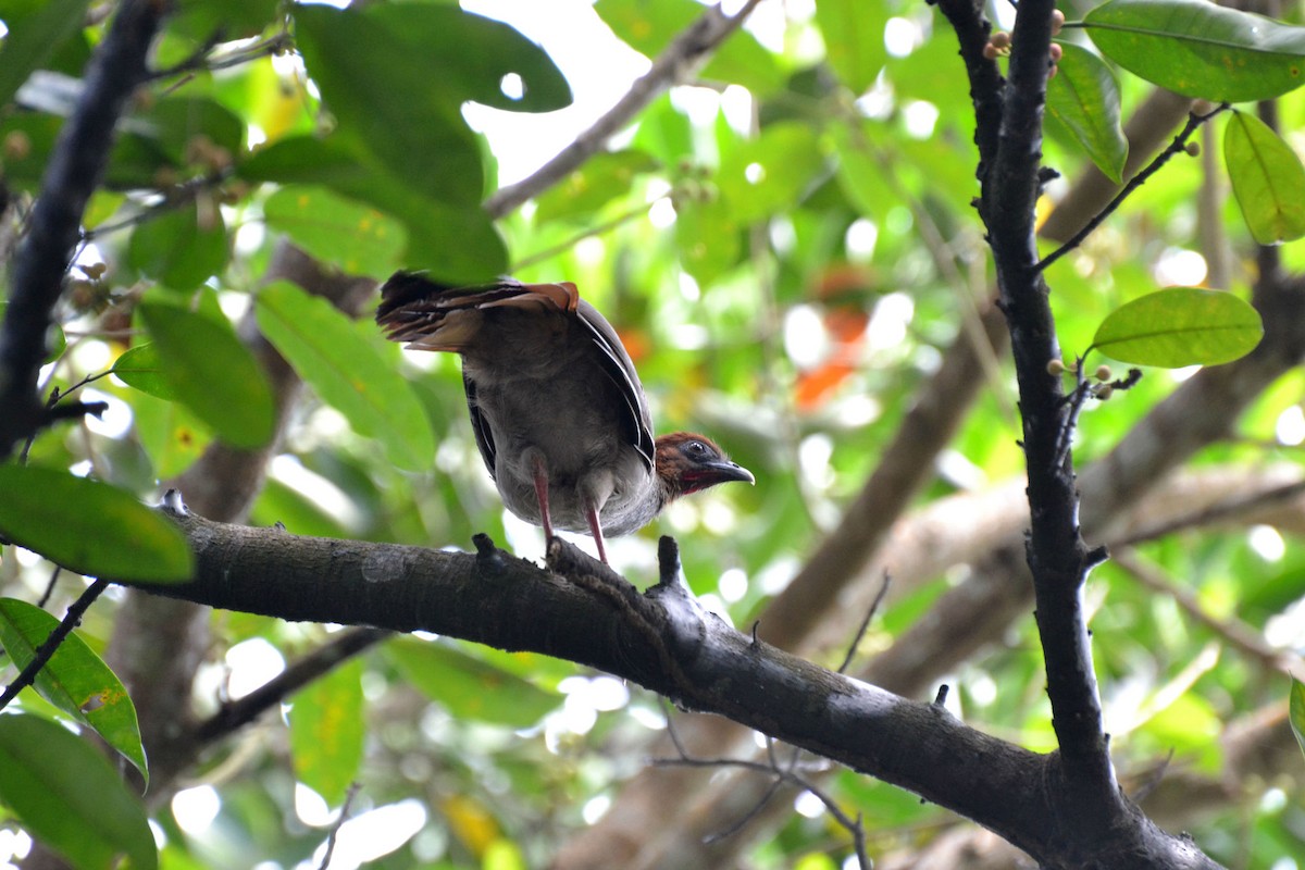 Variable Chachalaca - ML626234308