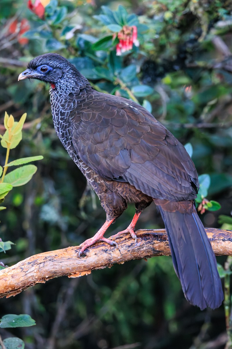 Andean Guan - ML626234333