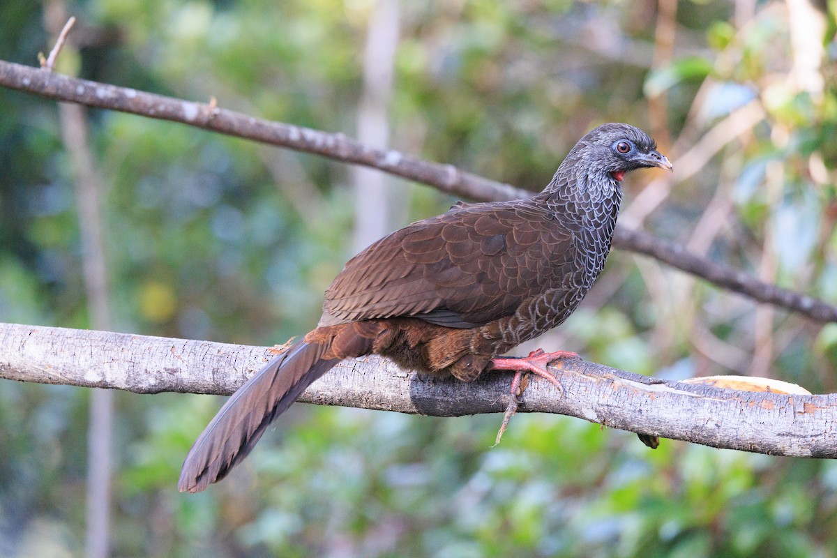 Andean Guan - ML626234334