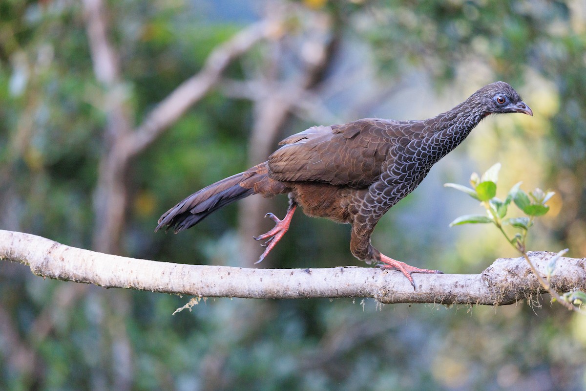 Andean Guan - ML626234335