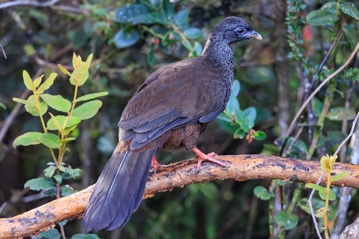 Andean Guan - ML626234336