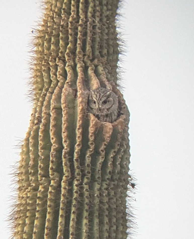 Western Screech-Owl - ML626234385