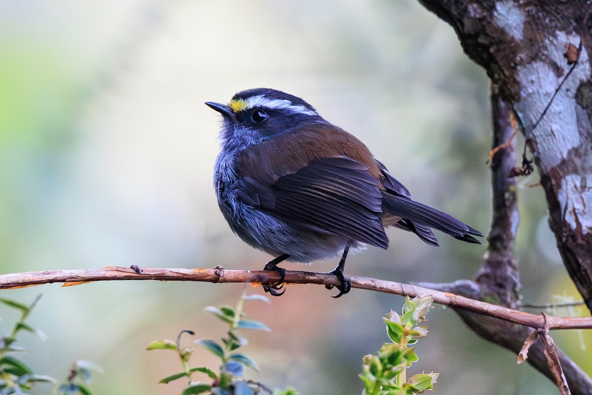 Crowned Chat-Tyrant - ML626234397