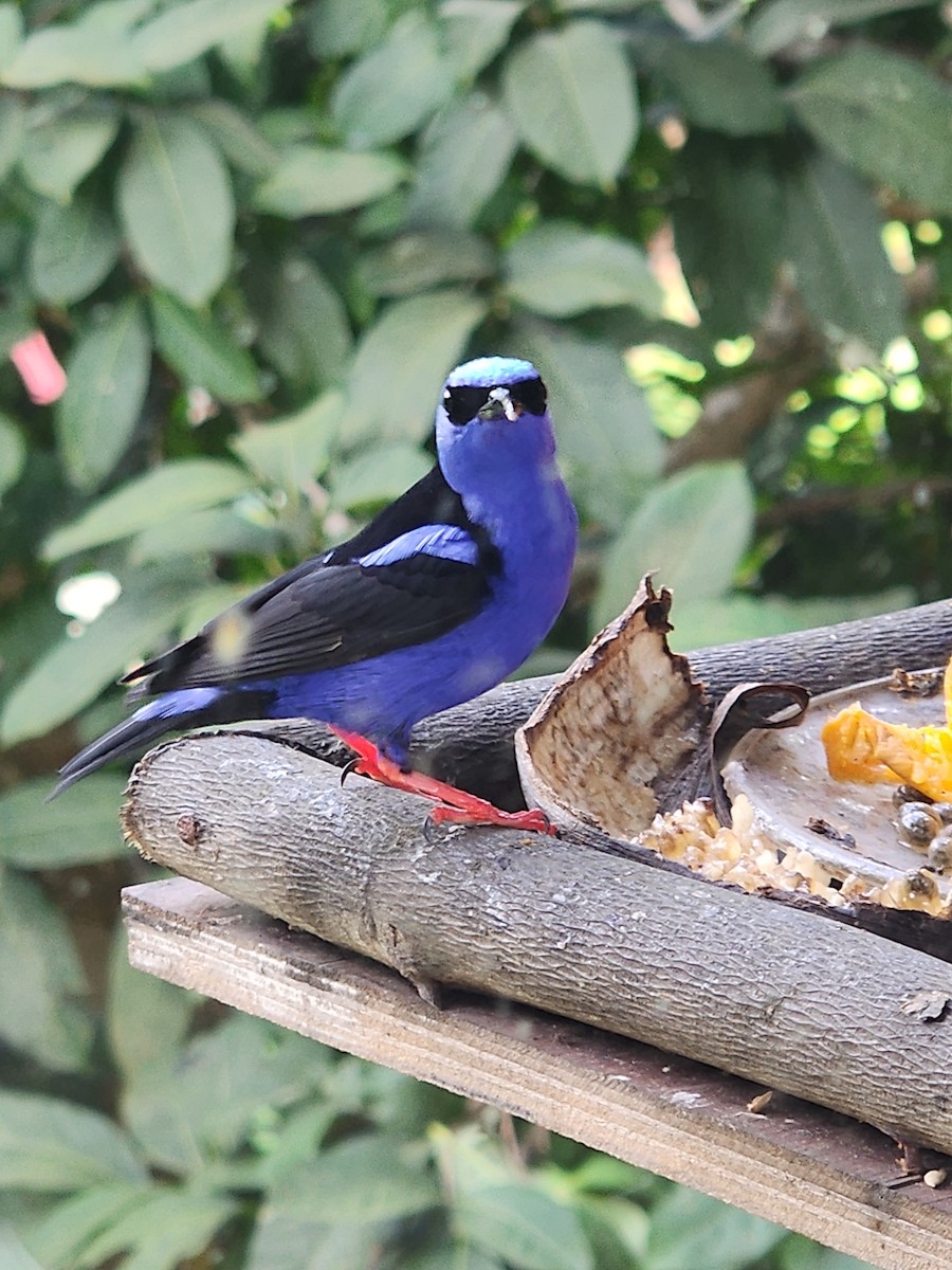 Red-legged Honeycreeper - ML626234443