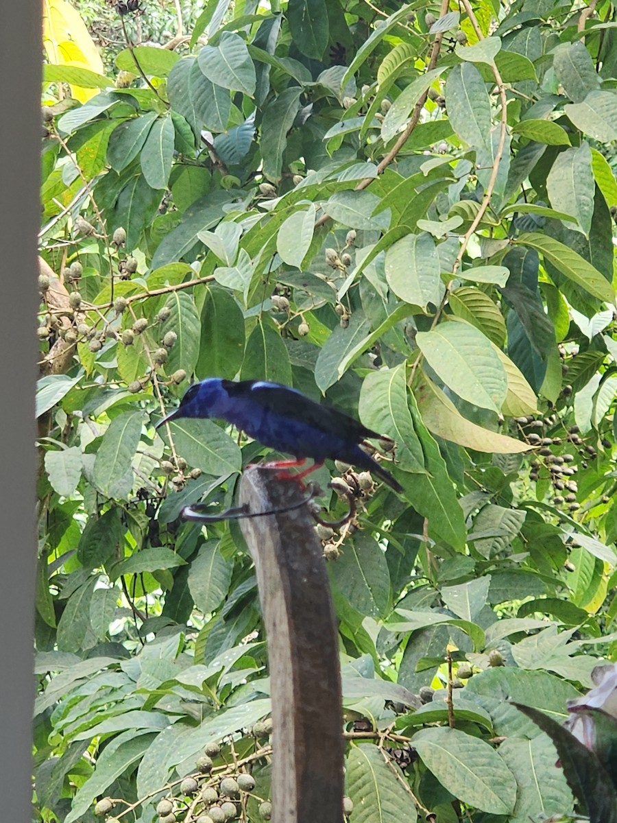 Red-legged Honeycreeper - ML626234444