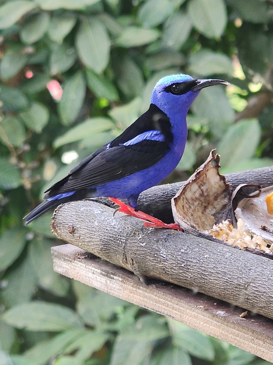 Red-legged Honeycreeper - ML626234445