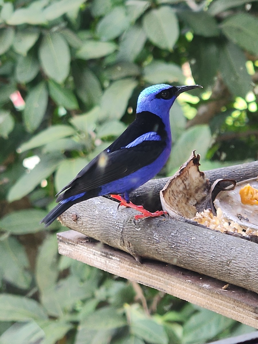 Red-legged Honeycreeper - ML626234446