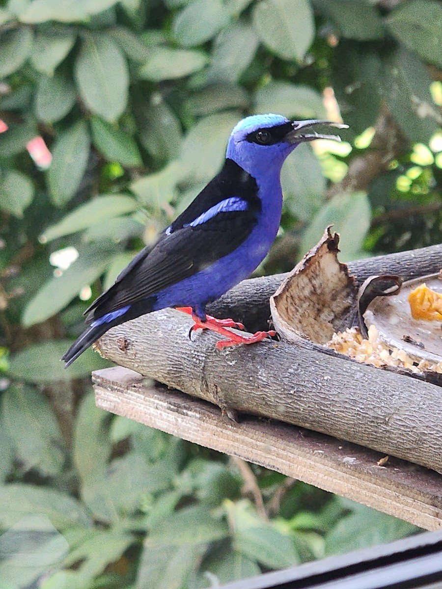 Red-legged Honeycreeper - ML626234447