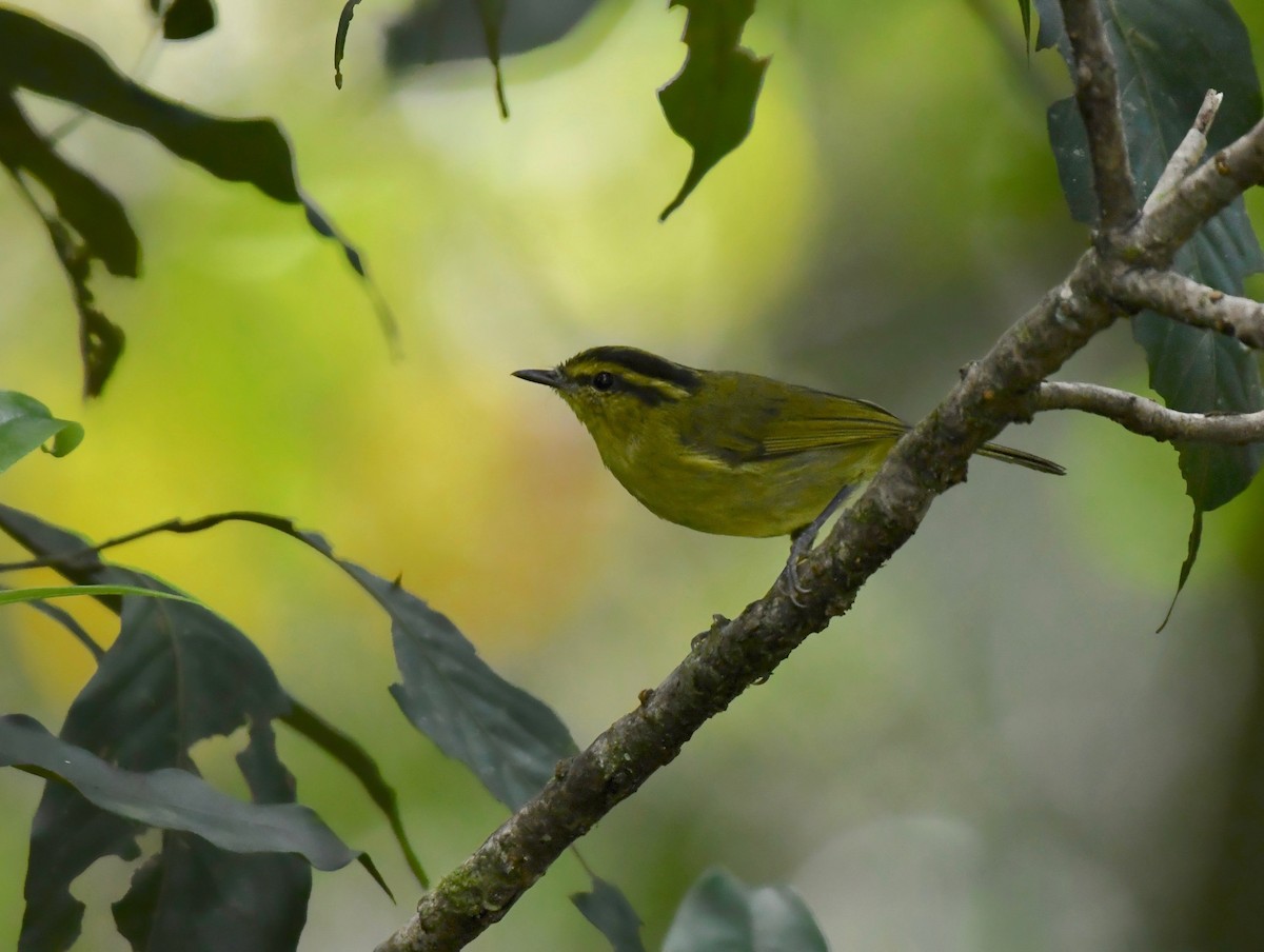 Mountain Leaf Warbler - ML626234454