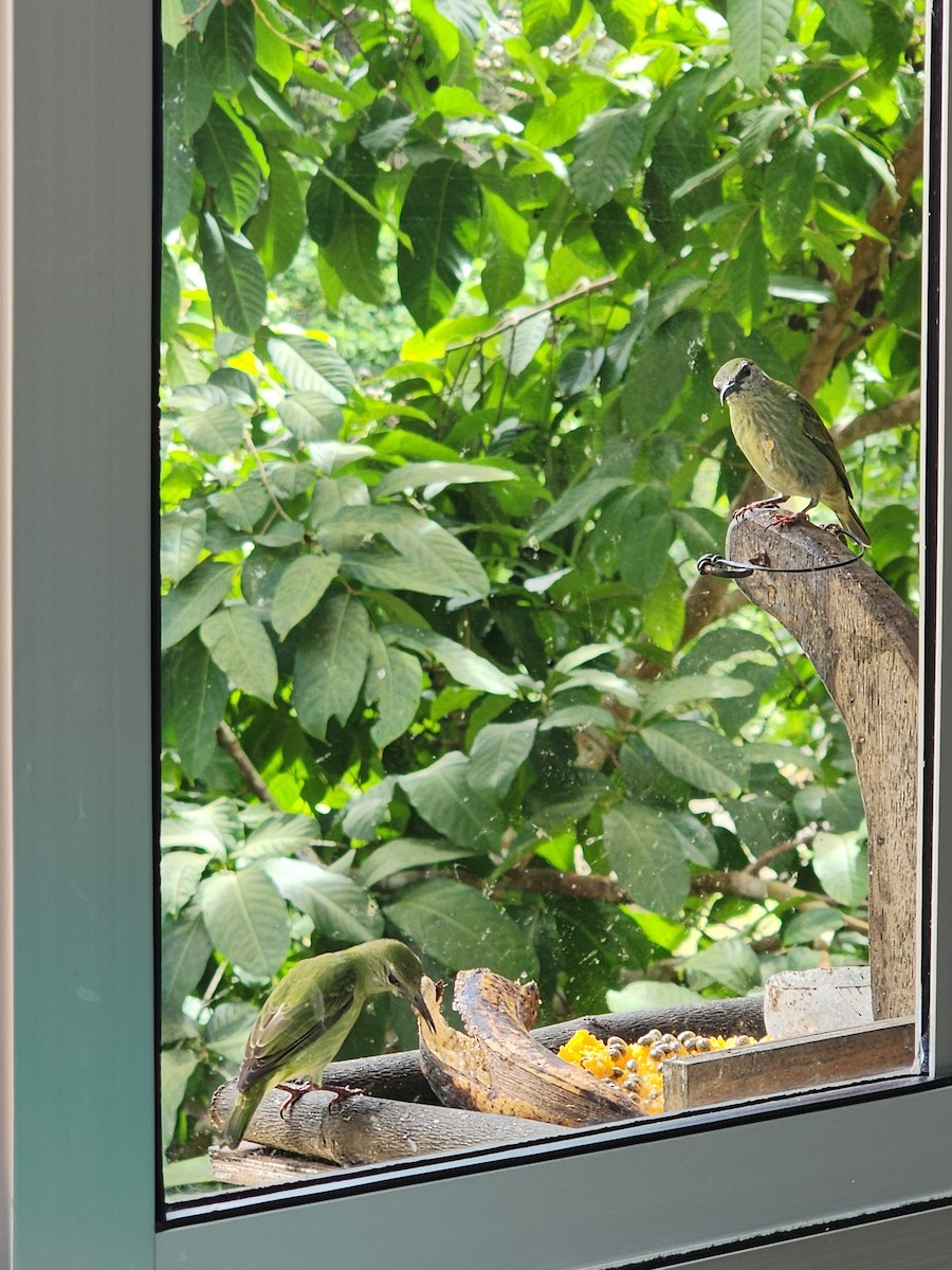 Red-legged Honeycreeper - ML626234480